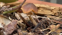 Pholiotina rugosa