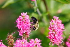 Bombus impatiens
