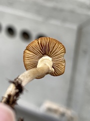 Pholiotina rugosa