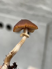 Pholiotina rugosa