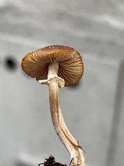 Pholiotina rugosa