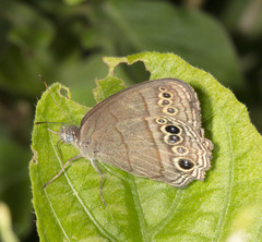 Cissia themis