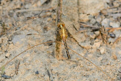 Erythrodiplax paraguayensis