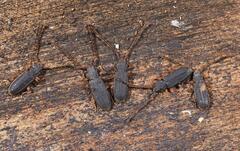 Uleiota planata