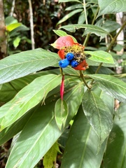 Palicourea tomentosa