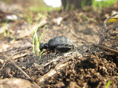 Meloe rugosus
