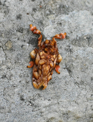 Phobetron hipparchia