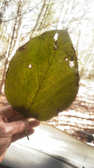 Morus rubra