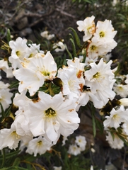 Cordia decandra