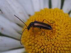 Alosterna tabacicolor