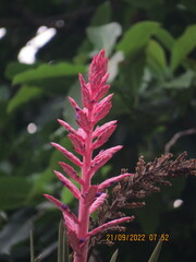 Aechmea distichantha