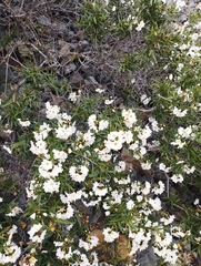 Cordia decandra