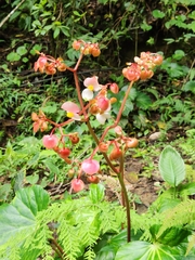 Begonia urophylla