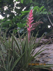 Aechmea distichantha