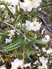 Cordia decandra
