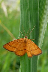 Idaea flaveolaria