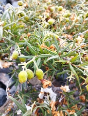 Cordia decandra