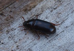 Uloma tenebrionoides