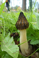 Morchella semilibera