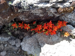 Castilleja tolucensis