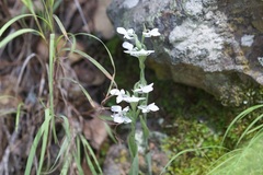 Habenaria clypeata