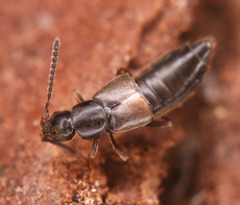 Aloconota gregaria