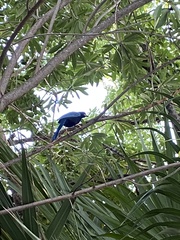 Cyanocorax yucatanicus