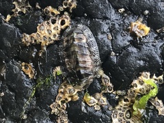 Sypharochiton pelliserpentis