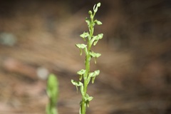 Platanthera brevifolia