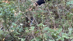 Lasiurus cinereus cinereus