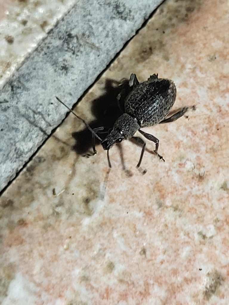 Systates exaptus