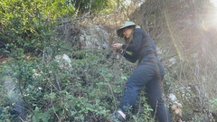 Lasiurus cinereus cinereus