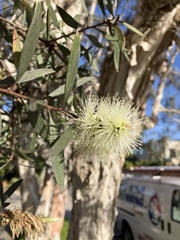 Melaleuca