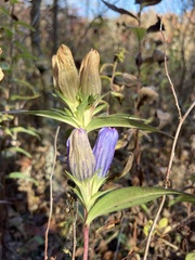 Gentiana saponaria