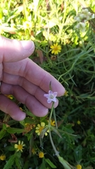 Agalinis communis