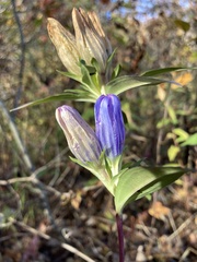 Gentiana saponaria