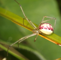 Enoplognatha ovata