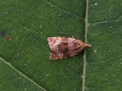 Syricoris lacunana