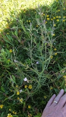Agalinis communis