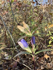 Gentiana saponaria