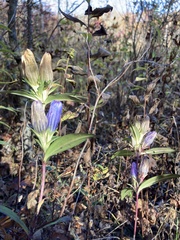 Gentiana saponaria