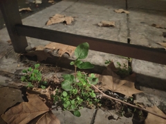Amaranthus deflexus