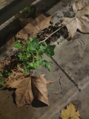 Amaranthus deflexus