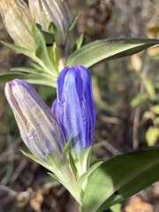 Gentiana saponaria