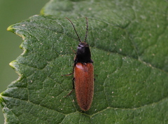 Hemicrepidius