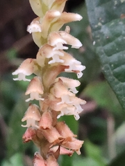 Microchilus