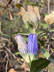 Gentiana saponaria