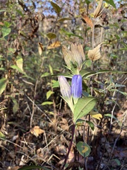 Gentiana saponaria