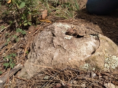 Phrynosoma orbiculare