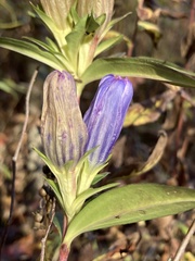 Gentiana saponaria